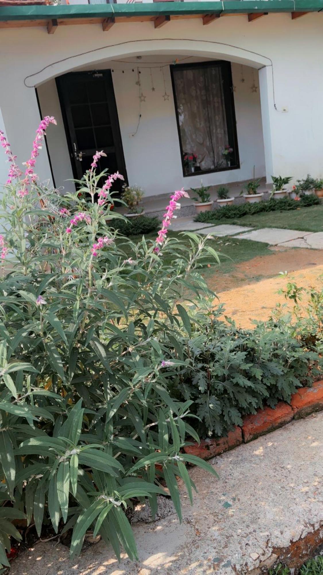 Kafal Tree Home Stay - Pet Friendly Bhowali Bagian luar foto