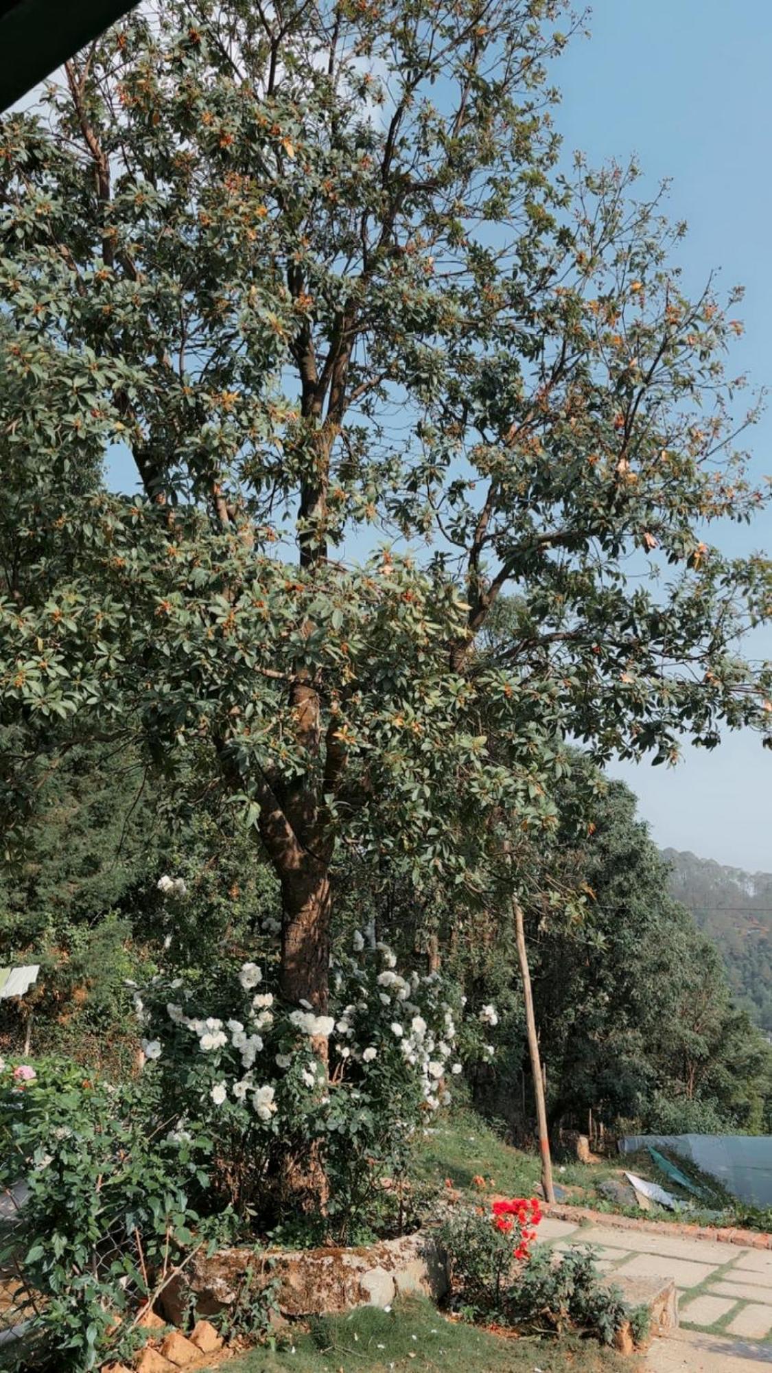 Kafal Tree Home Stay - Pet Friendly Bhowali Bagian luar foto